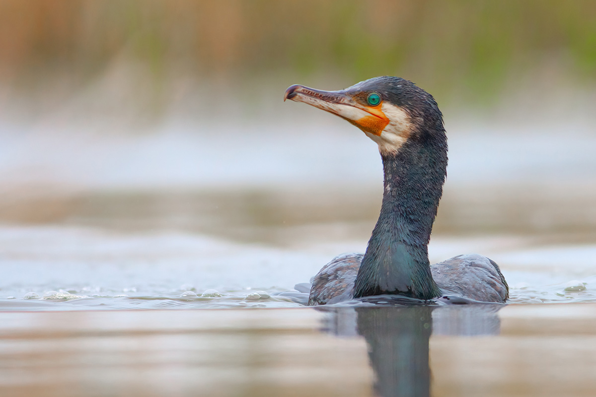 Kormoran_S.Sołtyszewski_002.jpg
