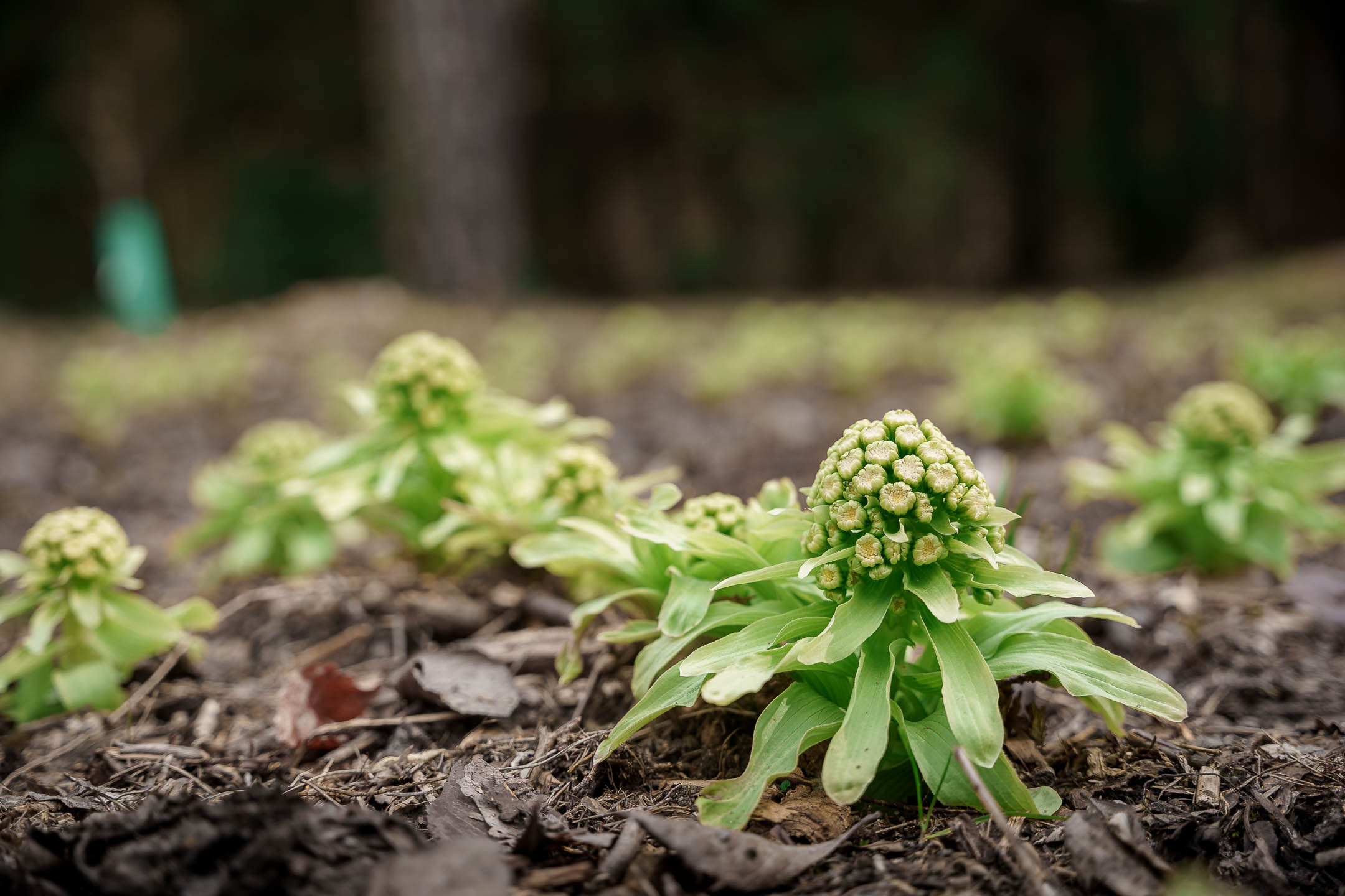 SONY_MR_Arboretum-10.jpg