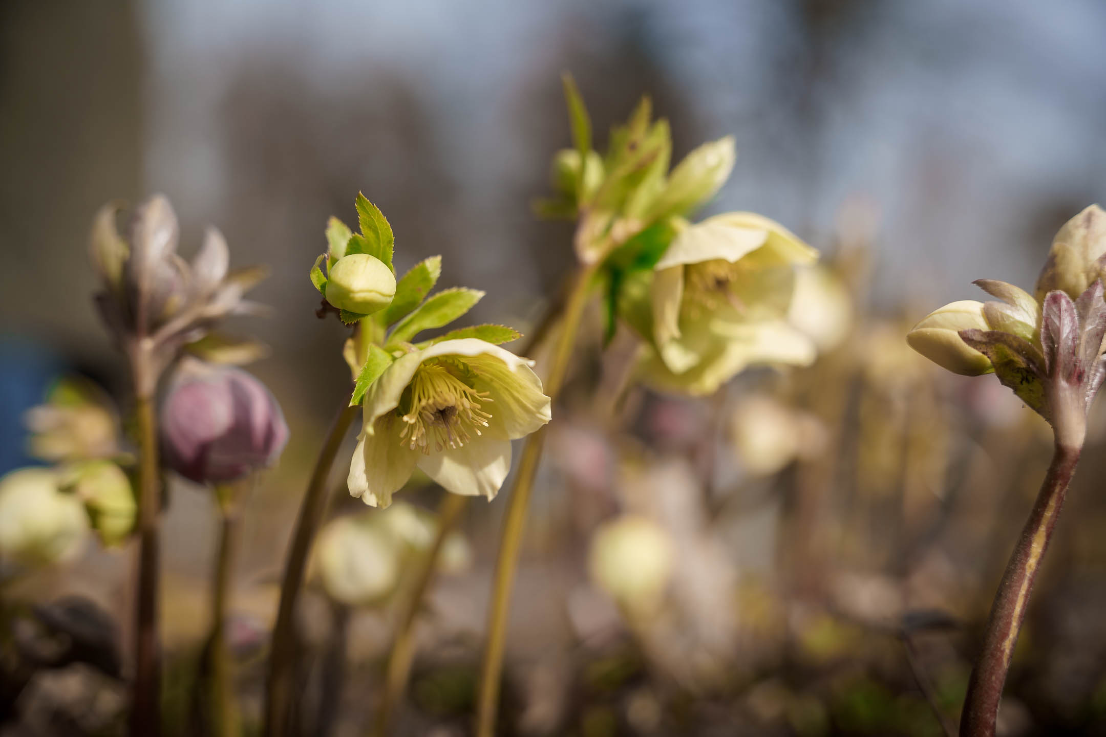 SONY_MR_Arboretum-32_1.jpg