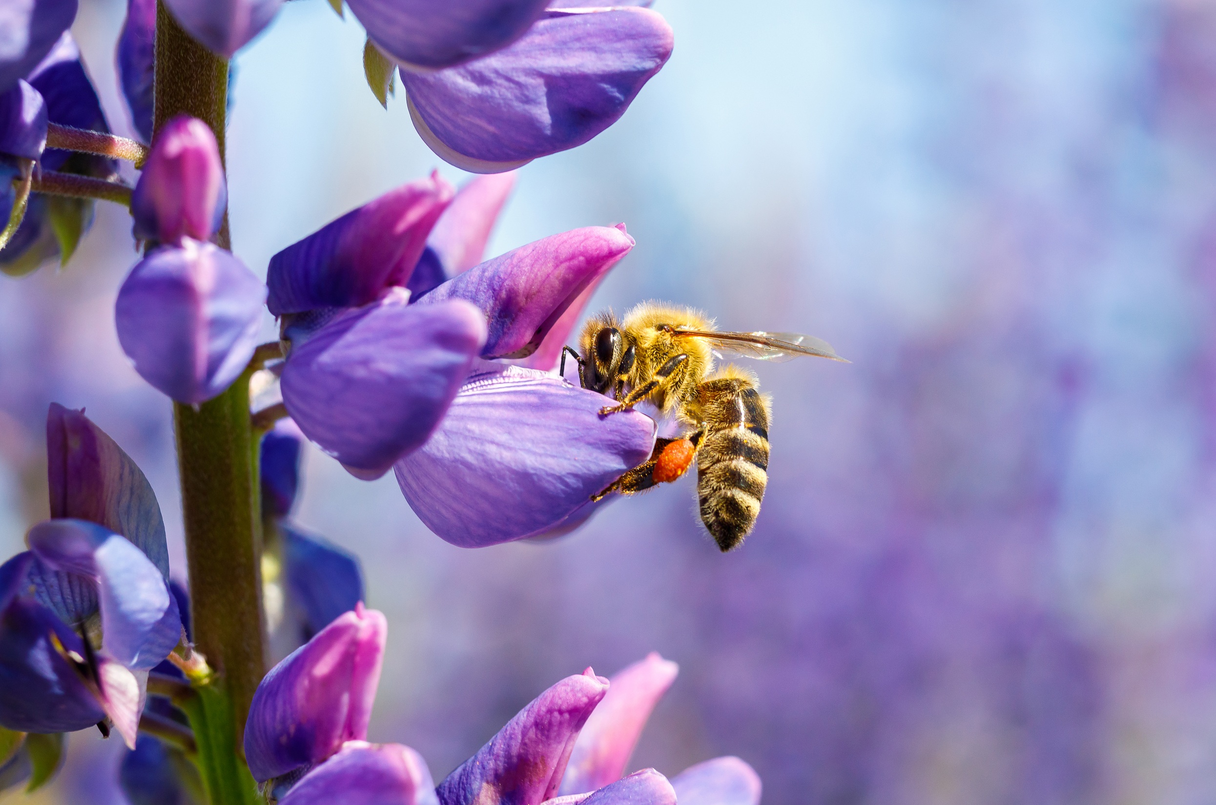 bee.jpg