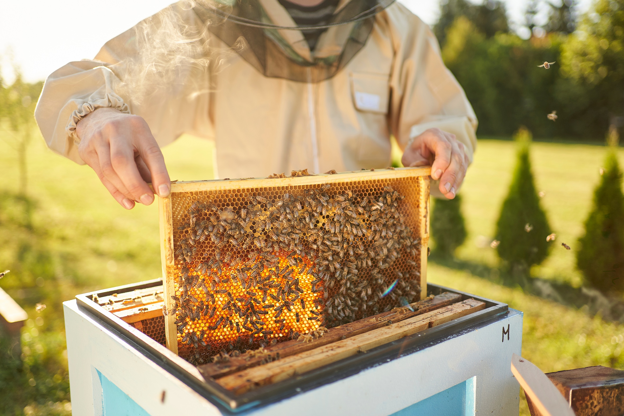 bee_1.jpg