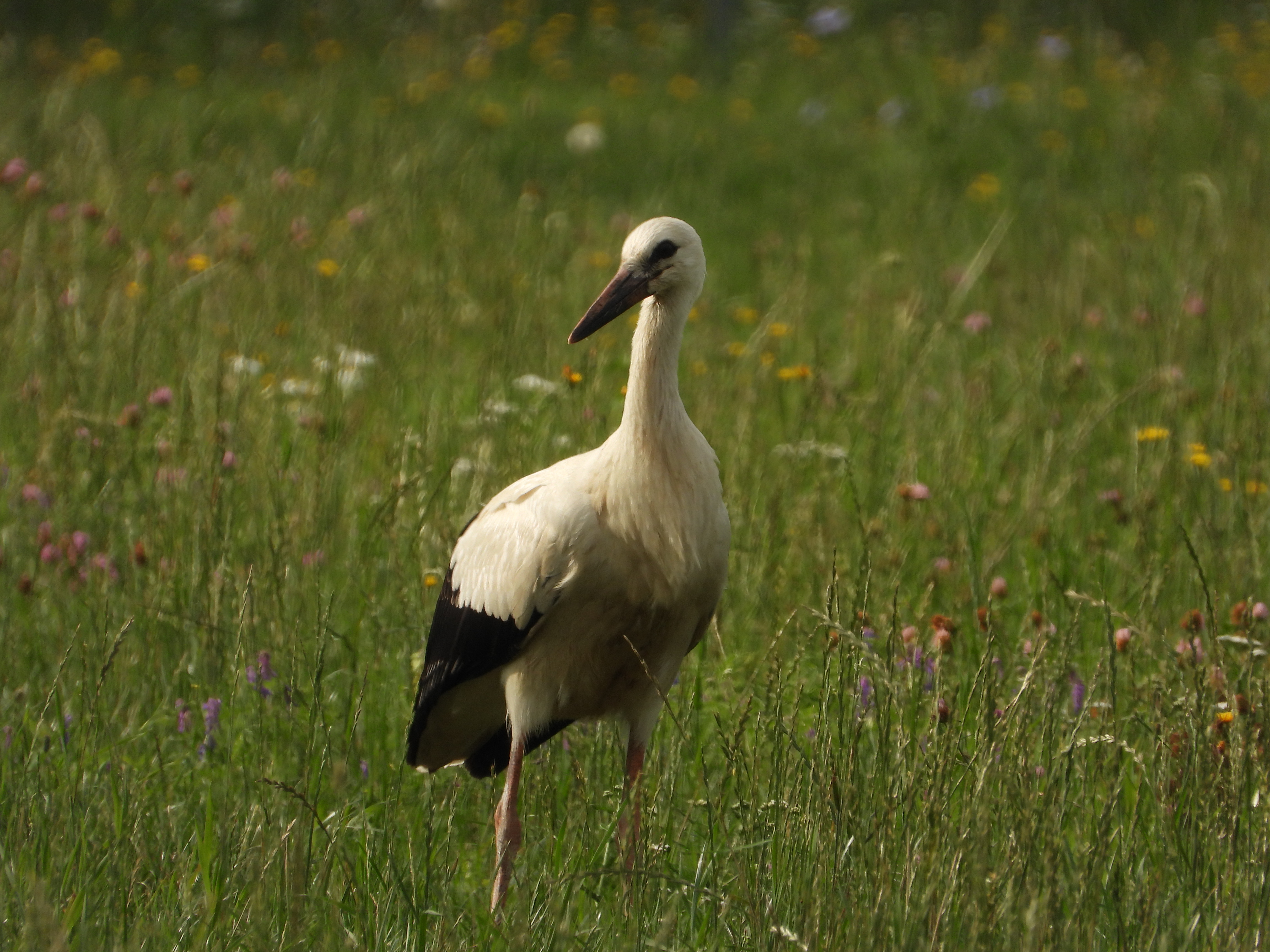 dscn6137.jpg