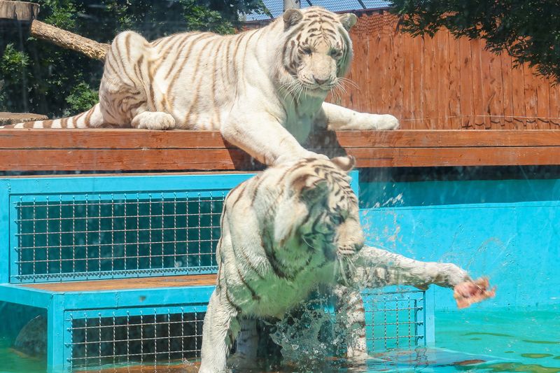 borysew_zoo.jpg