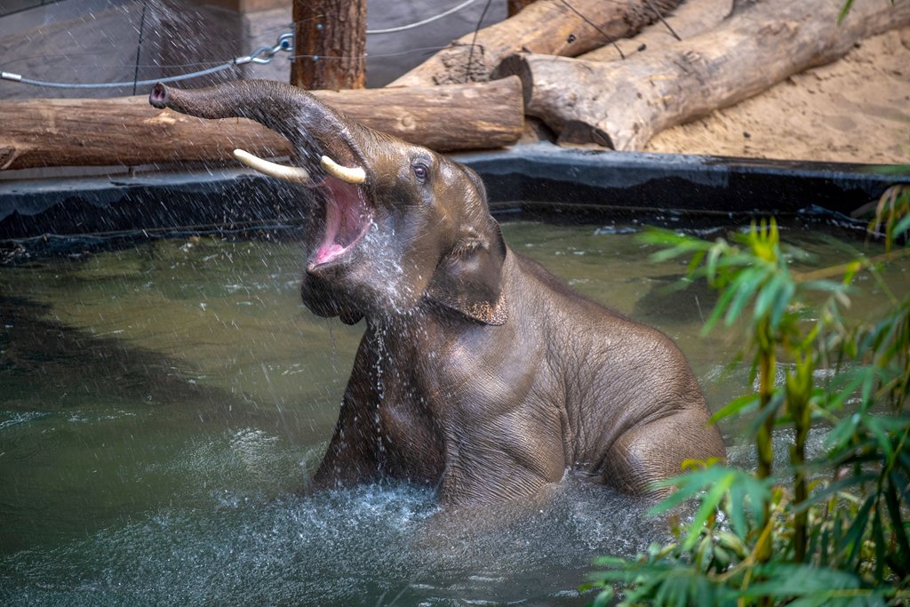 The elephant stand in the Orientarium. A small roaring elephant sitting in the water with its trunk raised up. All around is greenery and tree trunks