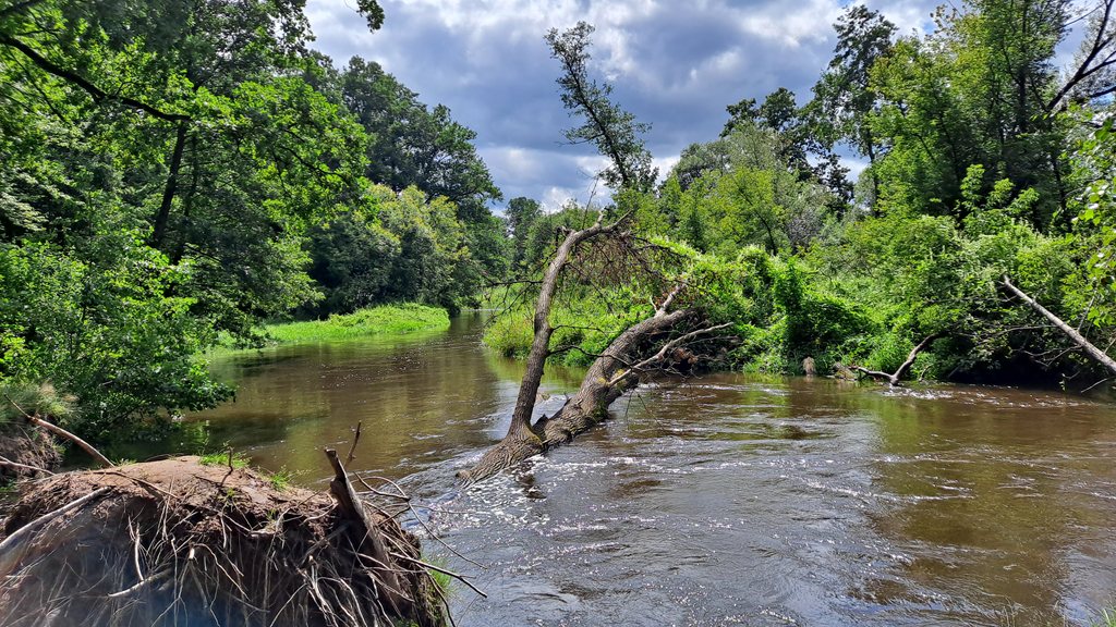 View of the riverbed with a tree fallen across it, lush vegetation all around