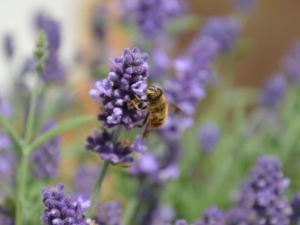 Pszczoły i rolnictwo ekologiczne
