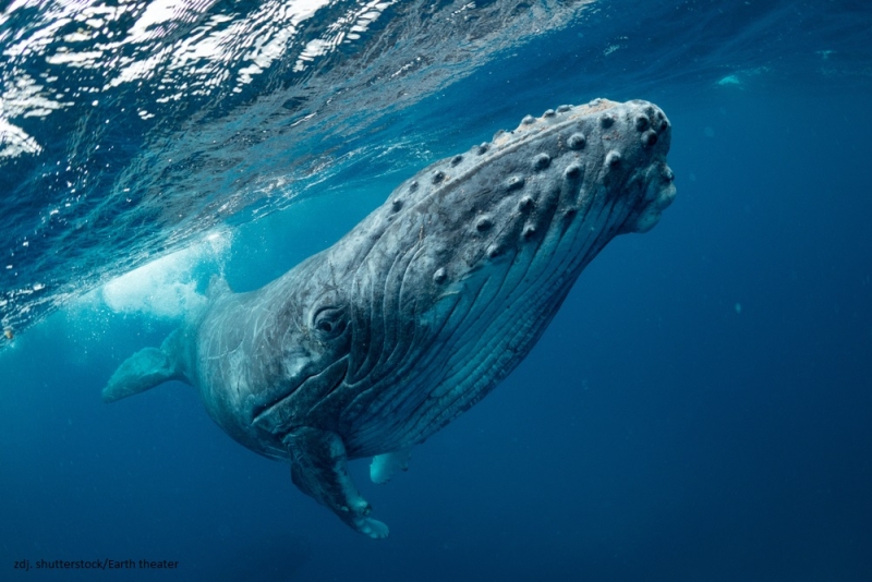 15 lutego - Światowy Dzień Wieloryba