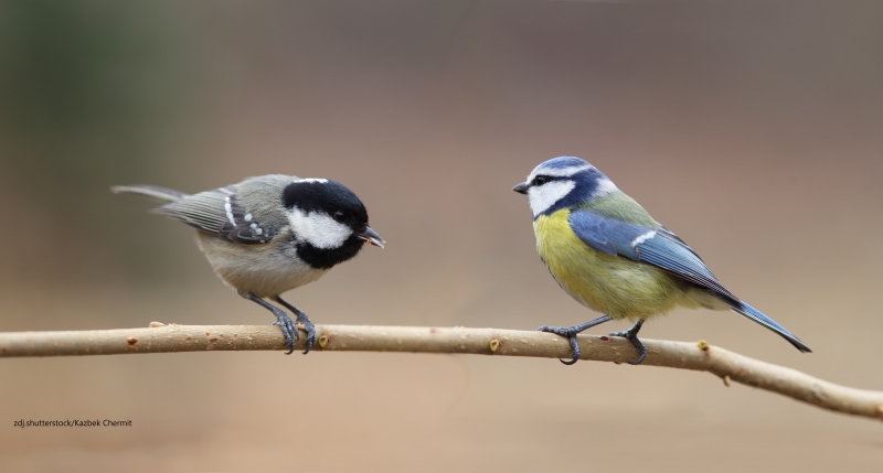 1 kwiecień - Międzynarodowy Dzień Ptaków