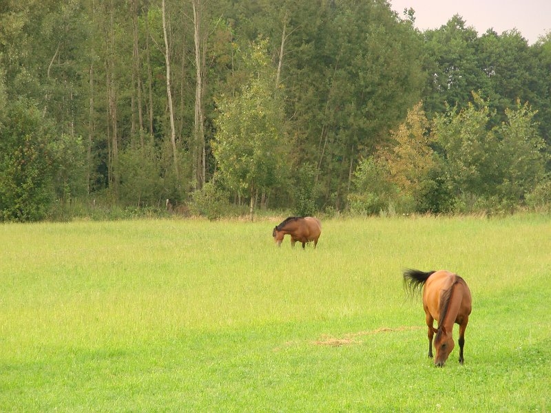 Dwa konie pasące się na łące, na tle lasu.