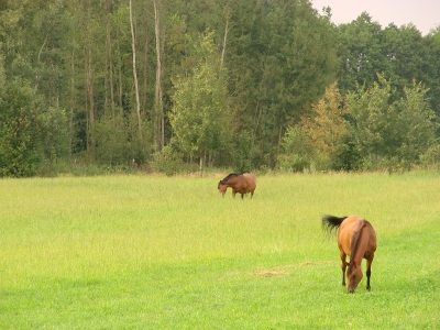 Dwa konie pasące się na łące, na tle lasu.