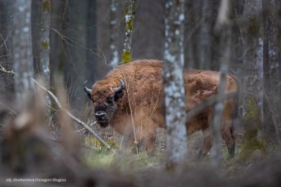 9 stycznia &ndash; Dzień Ligii Ochrony Przyrody