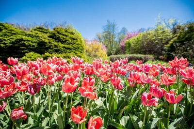 Ogród Botaniczny w Łodzi