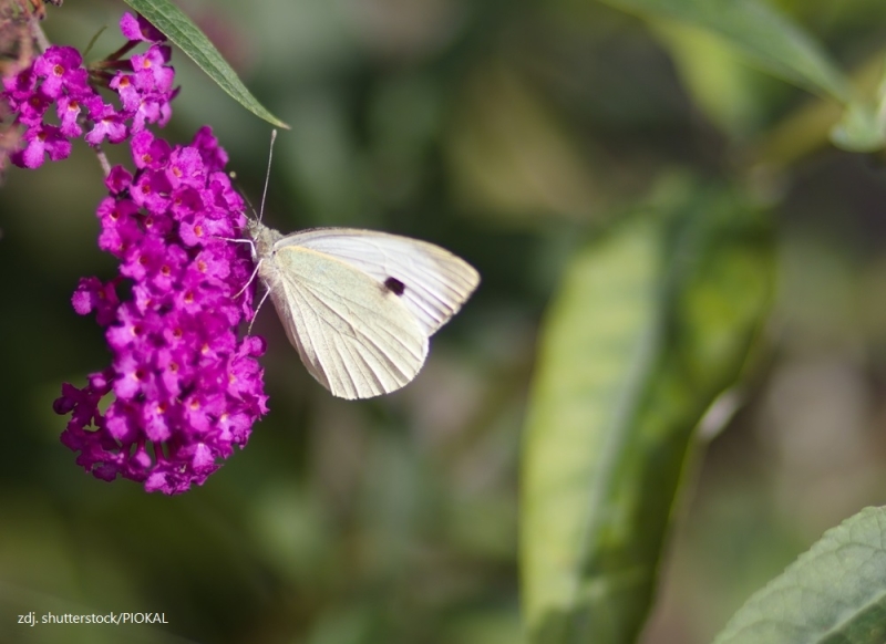 30 czerwca – Dzień Motyla Kapustnika