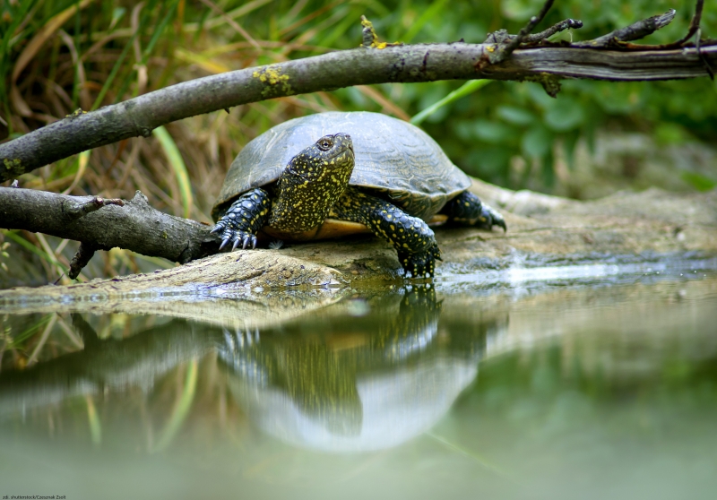 23 maja - Światowy Dzień Żółwia