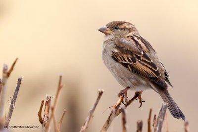 20 marca - Dzień Wr&oacute;bla, Dzień bez Mięsa, Światowy Dzień Żaby