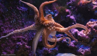 8 października &ndash; Światowy Dzień Ośmiornicy