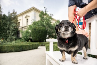 Z psem do urzędu, biblioteki, muzeum? Proszę bardzo