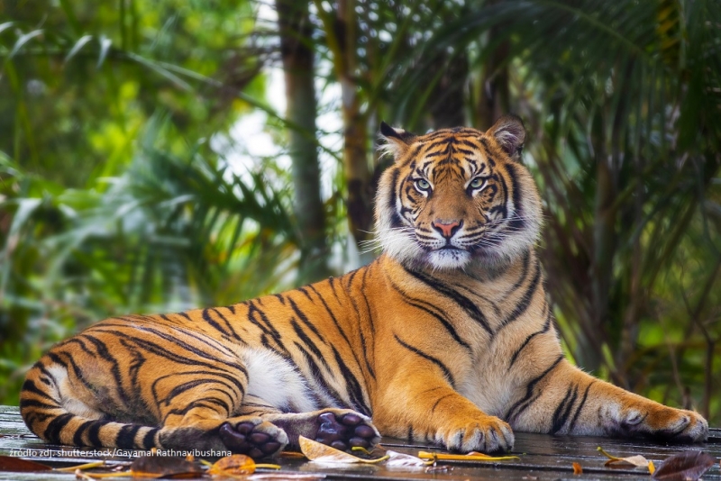 29 lipca - Światowy Dzień Tygrysa