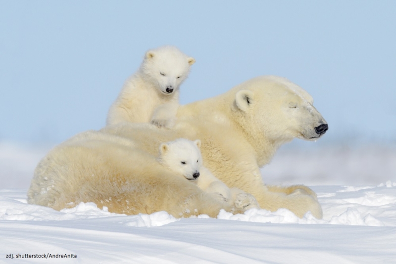27 lutego - Dzień Niedźwiedzia Polarnego
