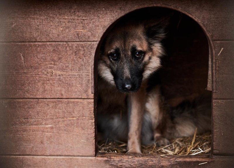 Udzielenie pomocy finansowej na zadania z zakresu zapobiegania bezdomności zwierząt "Łodzkie dla zwierząt - razem przeciw bezdomności" na 2026 rok