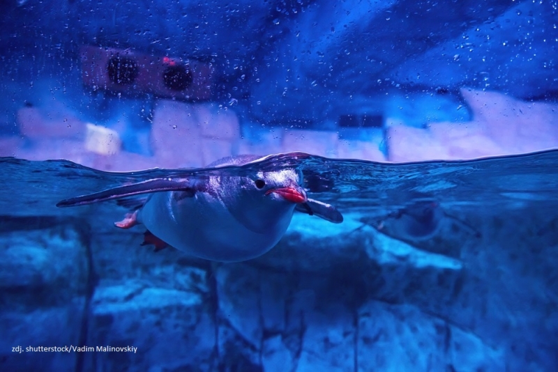 20 stycznia - Dzień Wiedzy o Pingwinach
