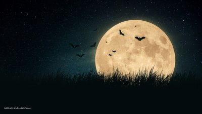 25 sierpnia - Międzynarodowa Noc Nietoperzy