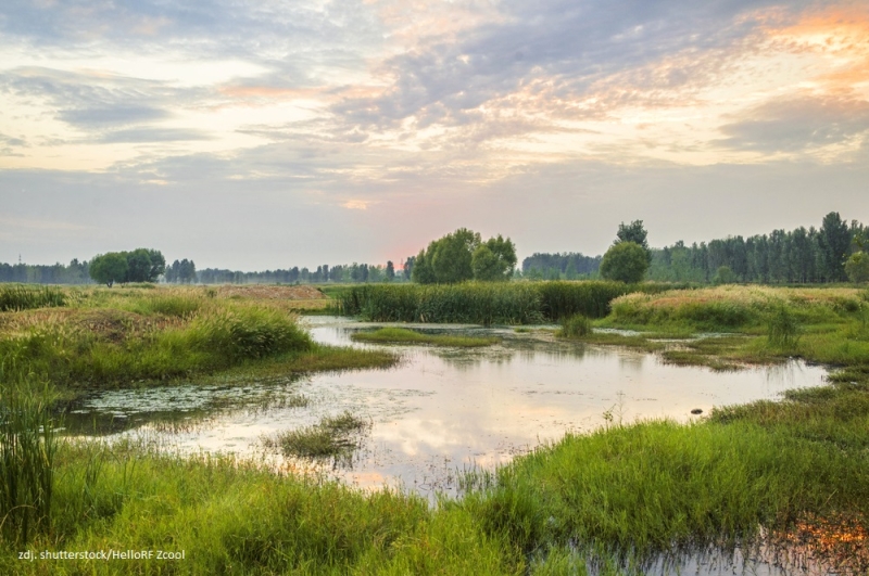 28 stycznia - 2 luty – Światowy Tydzień Mokradeł