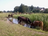 Konie i krowa na dużym wybiegu, stoją w wodzie i piją.