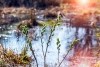21 marca - Pierwszy Dzień Wiosny i Dzień Wierzby