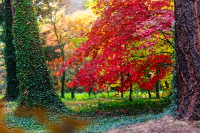 Arboretum w Rogowie