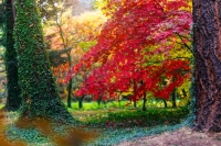 Arboretum w Rogowie