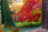 Arboretum w Rogowie