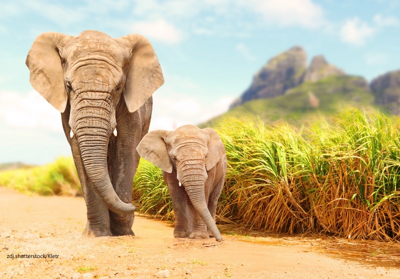 16 kwietnia - Dzień Ochrony Słoni